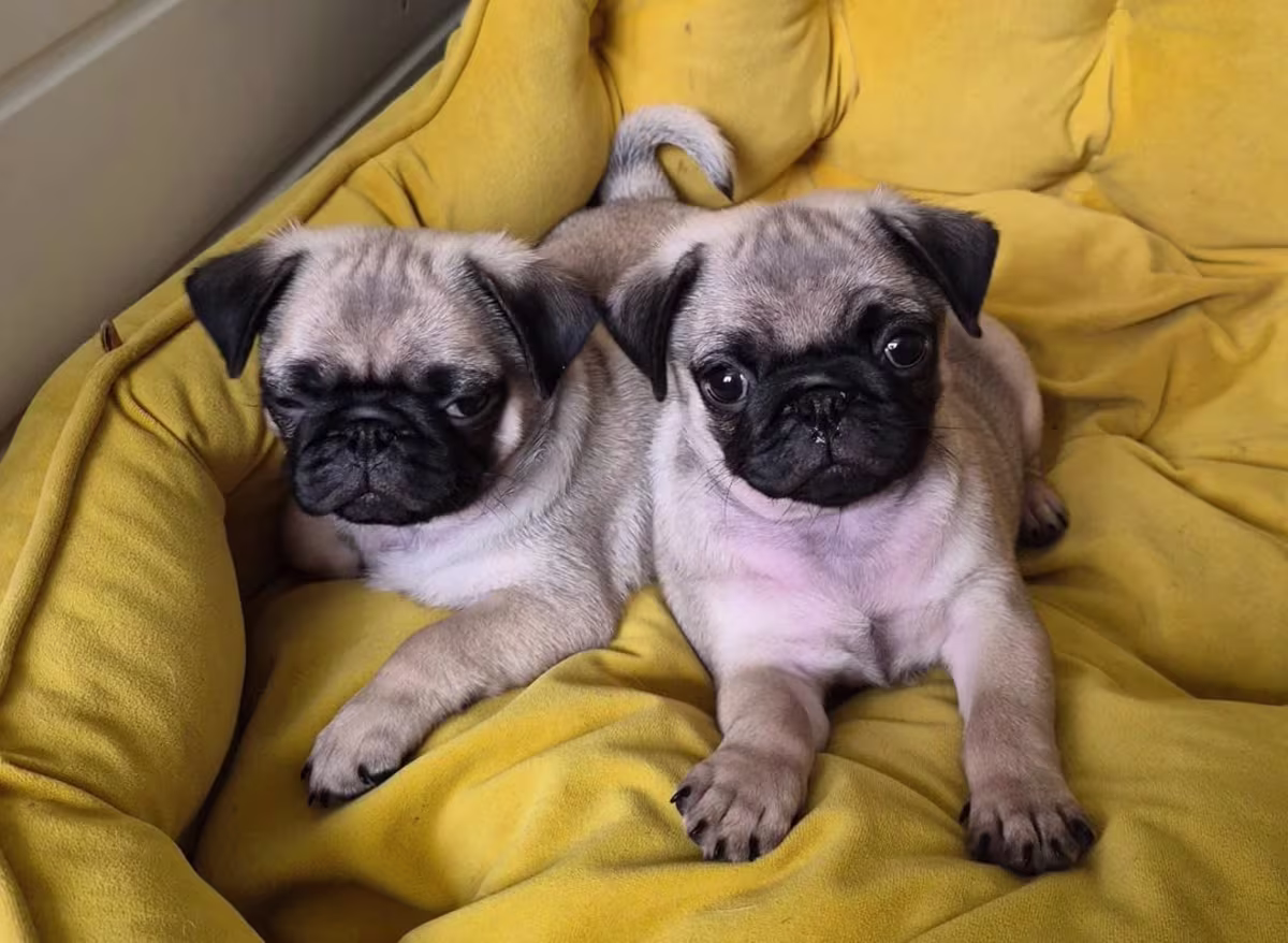 Pure bred pug puppies for sale