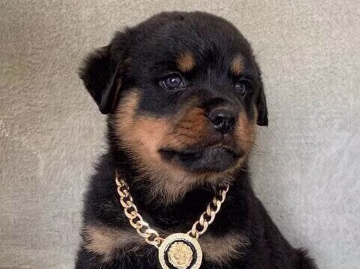 Amazing Micro Rottweiler puppies Contact email: mercymillo38@gmail.com