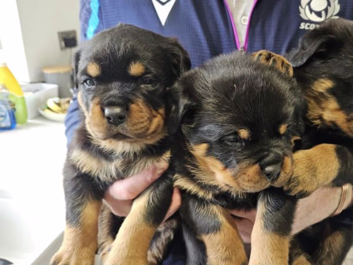 KC Pedigree Rottweilers