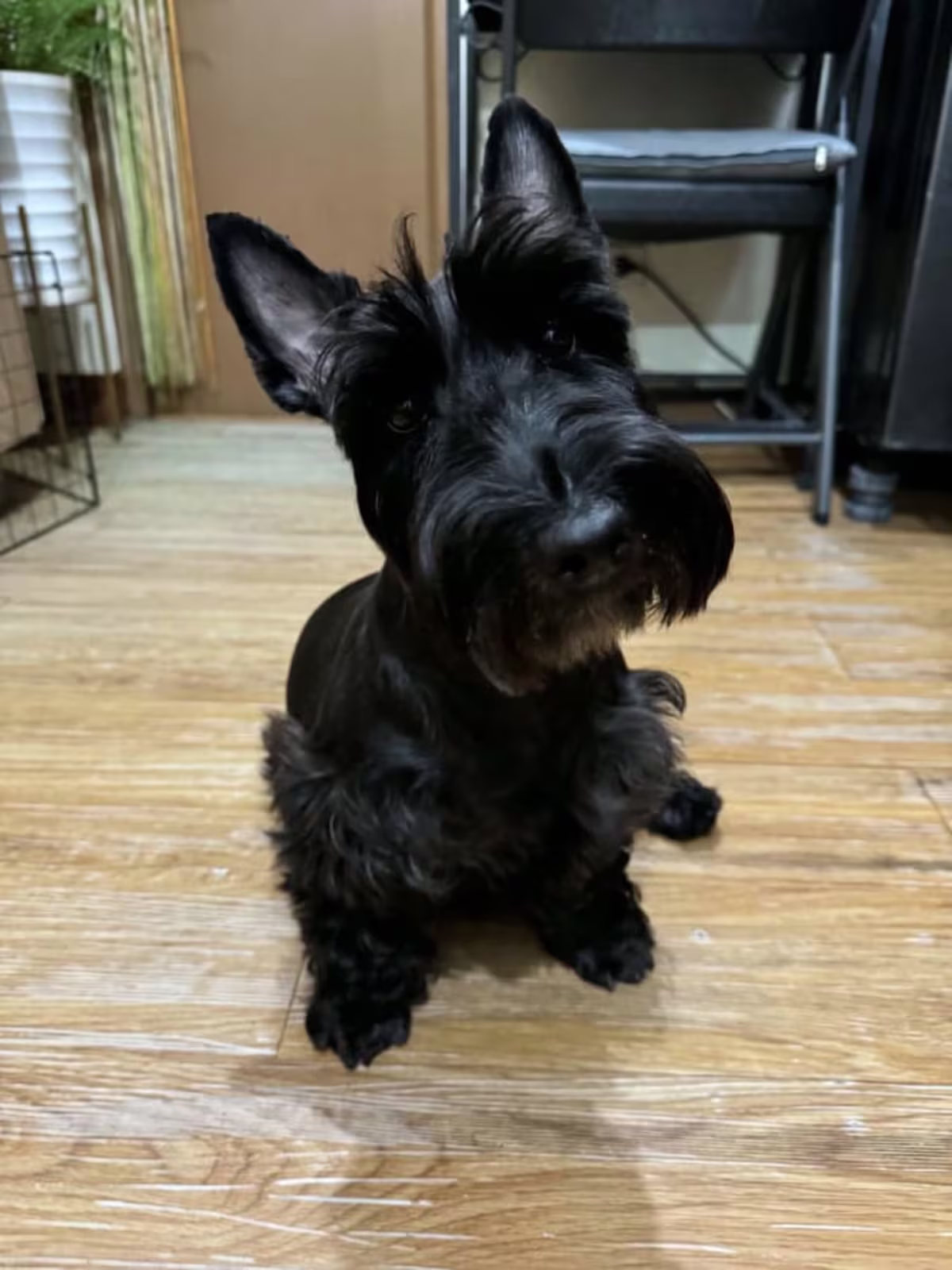 Pure Scottish Terrier 2