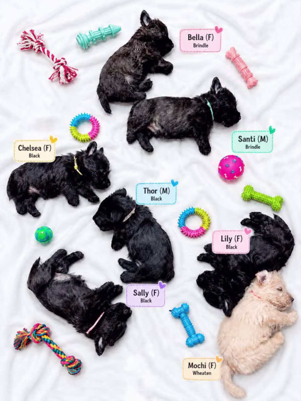 Pure Scottish Terrier