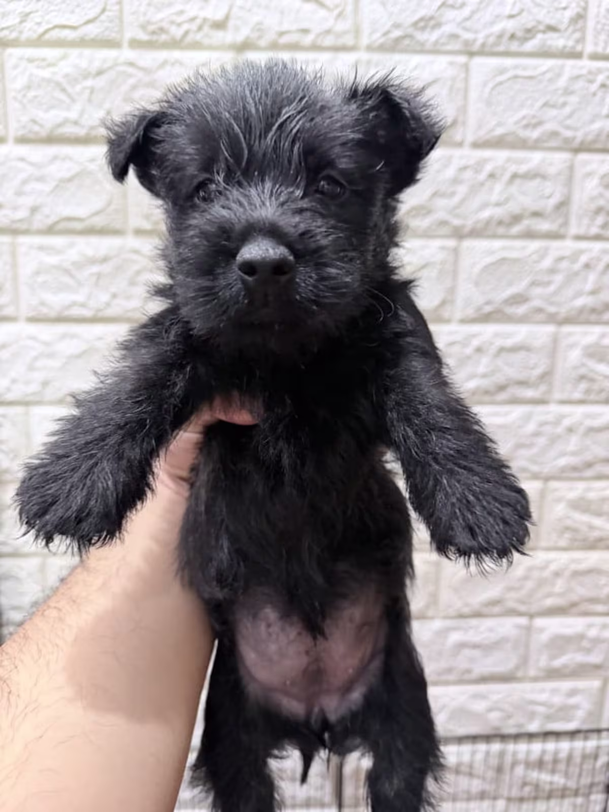 Pure Scottish Terrier 3