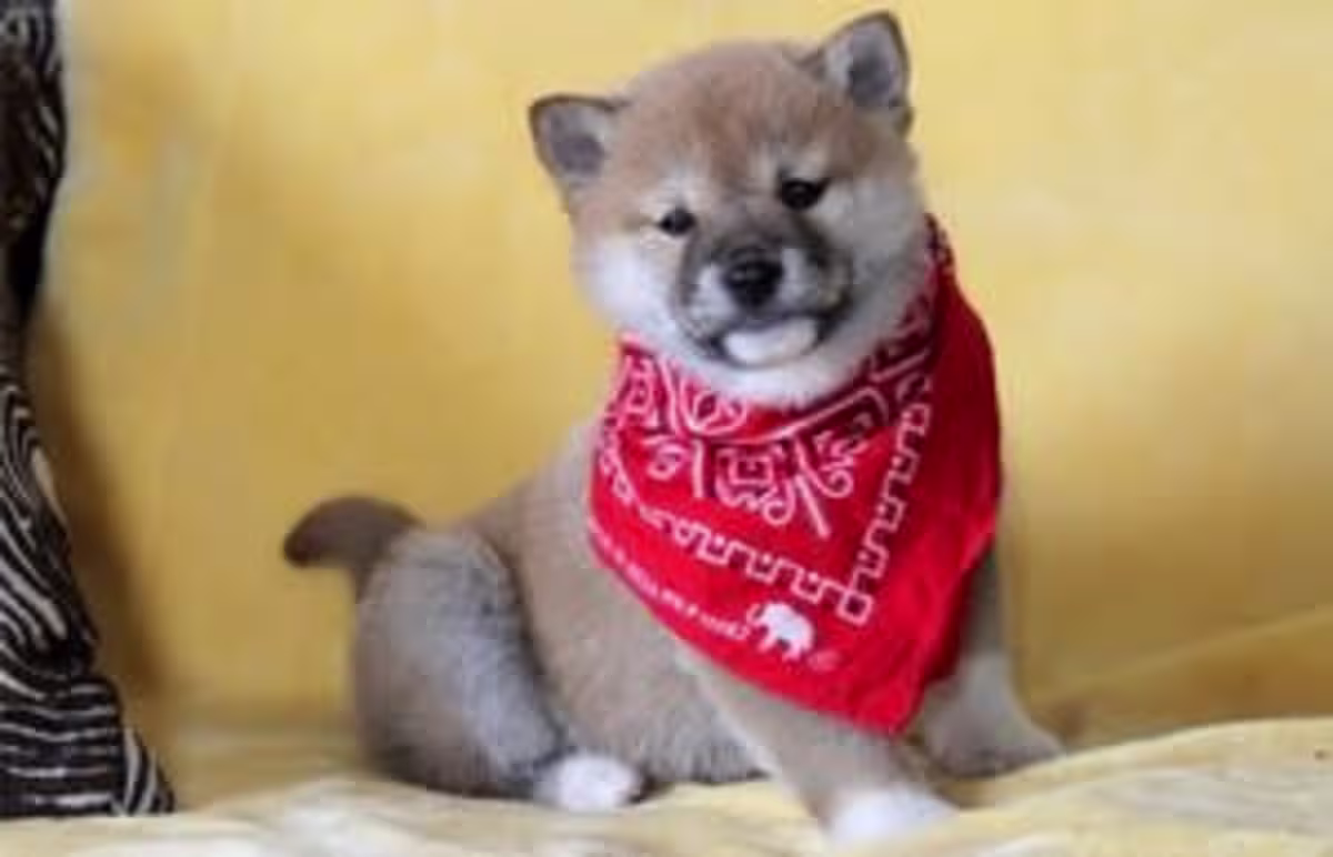 Shiba inu puppies WhatsApp me :( +63-935-095-7015) 2