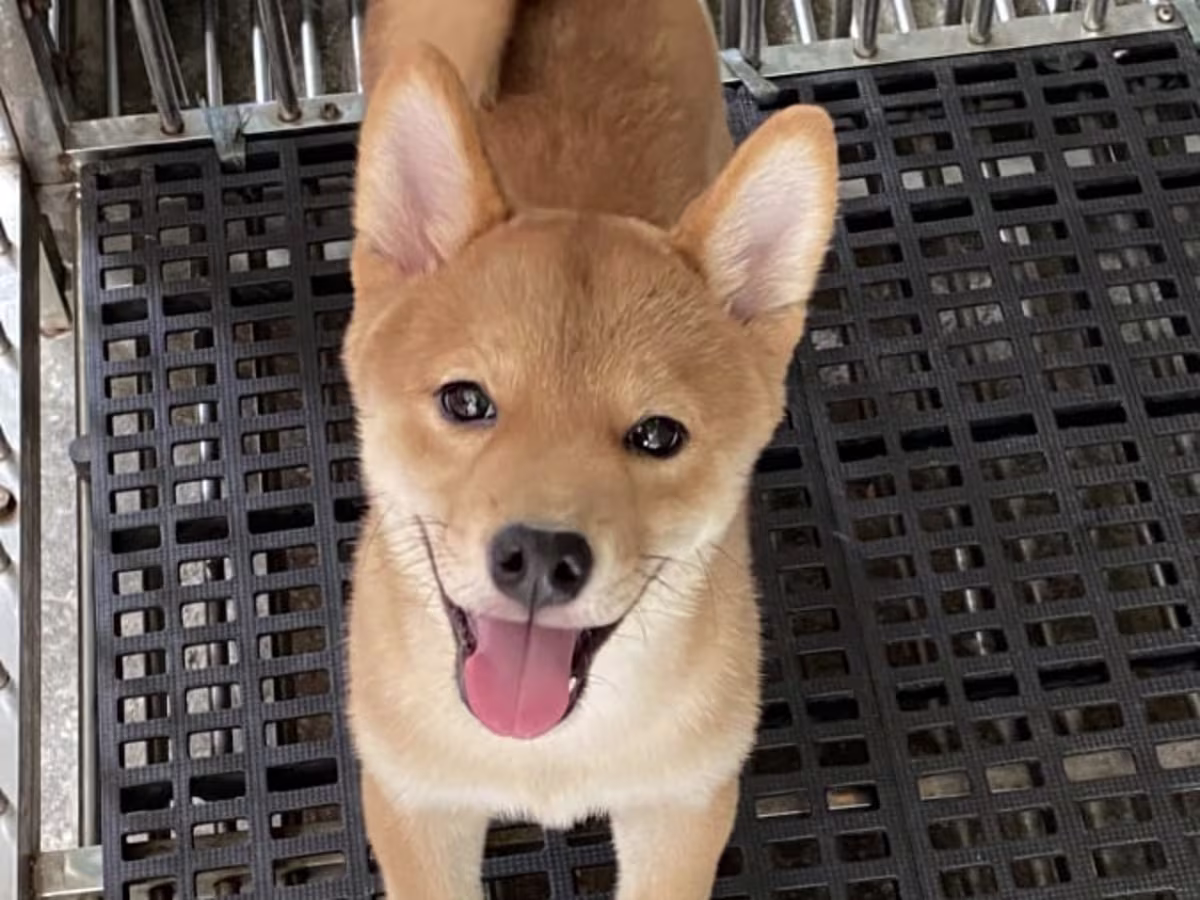 Shiba Inu 