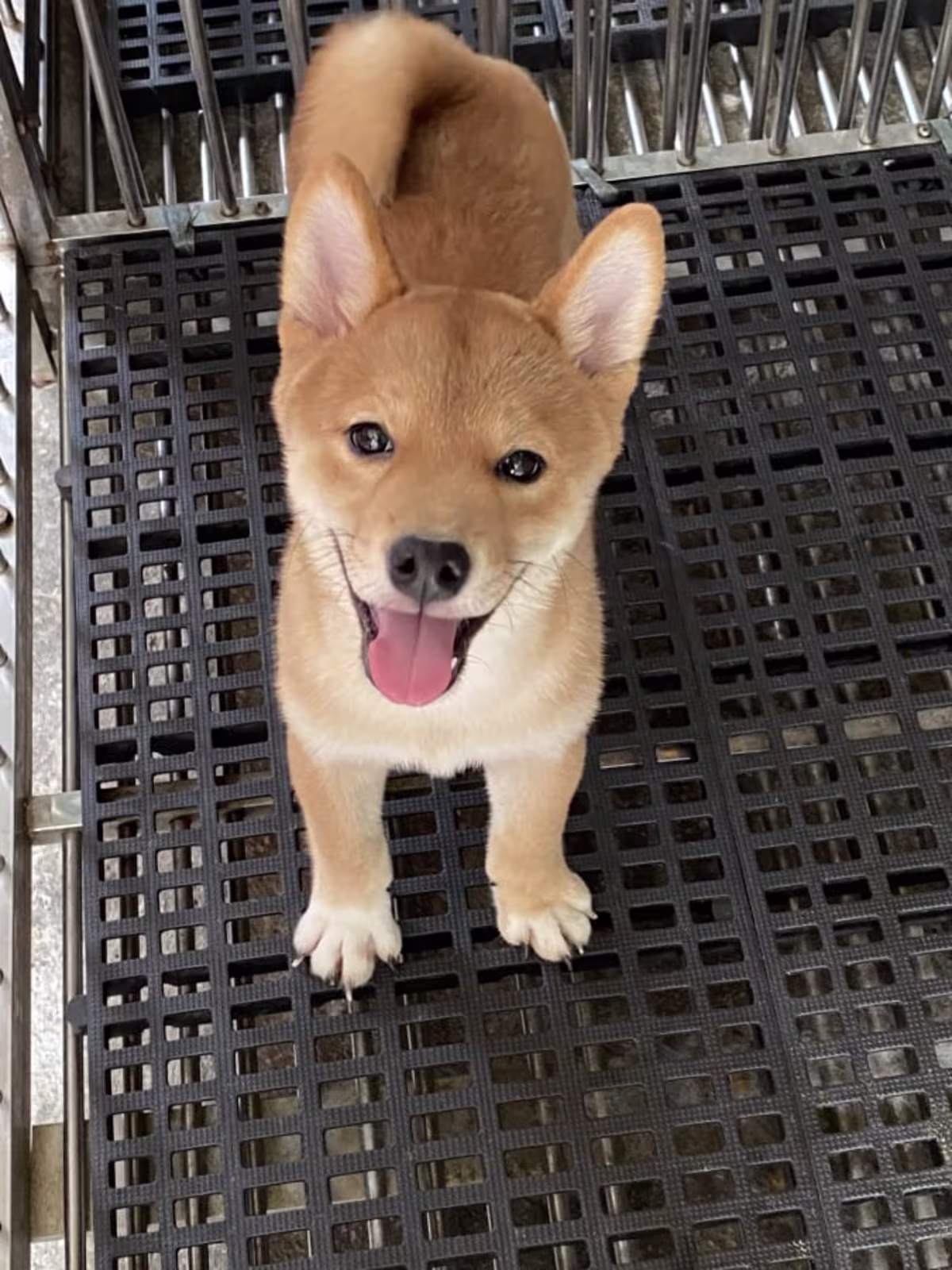 Shiba Inu 
