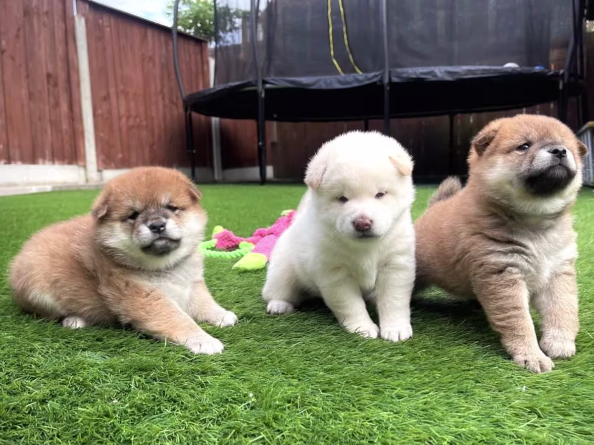 Loving Homes Japanese Shiba Inu