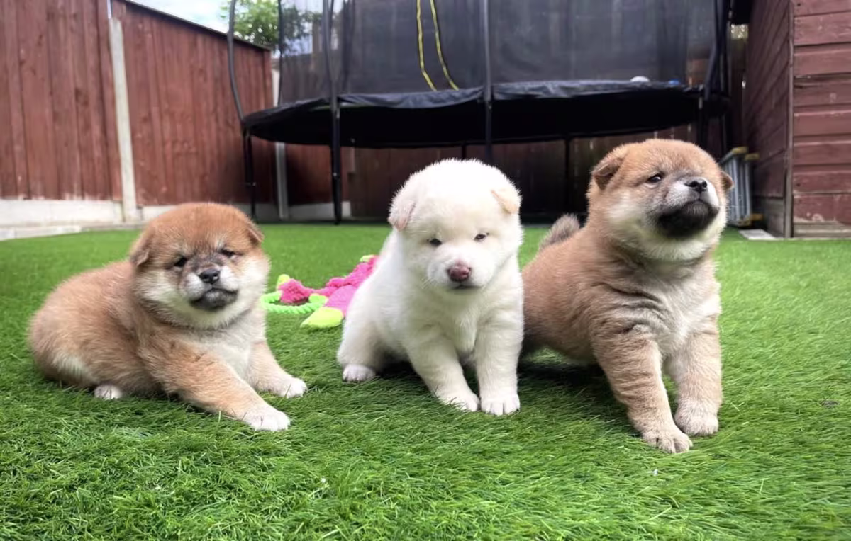 Loving Homes Japanese Shiba Inu