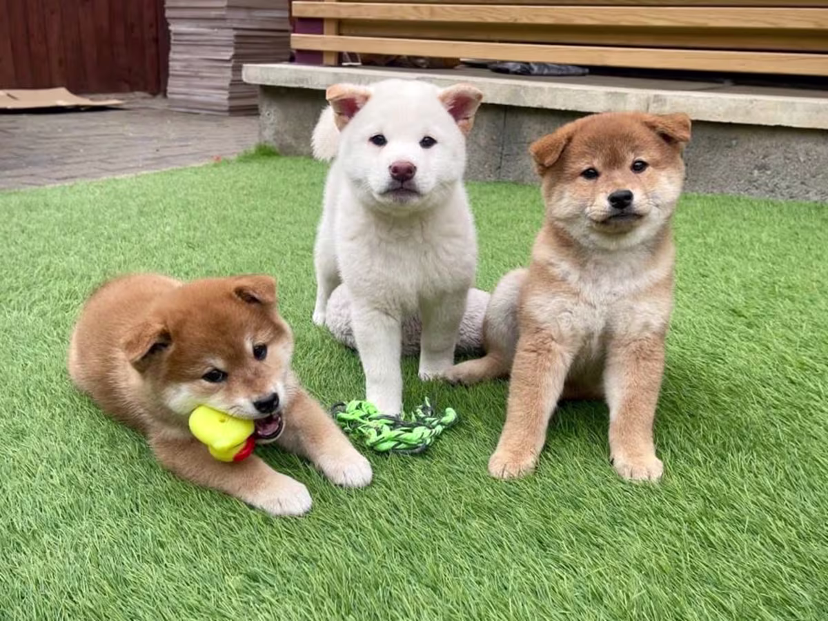 Shiba Inu Puppies