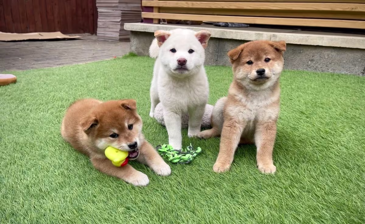 Shiba Inu Puppies