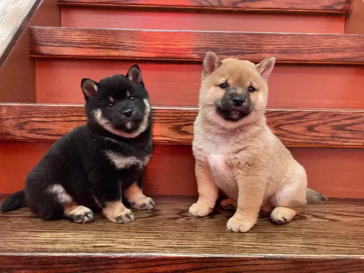 Stunning Shiba Inu puppies