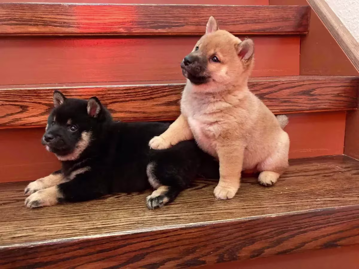 Shiba inu puppies Email me via (mercymillo38@gmail.com )  