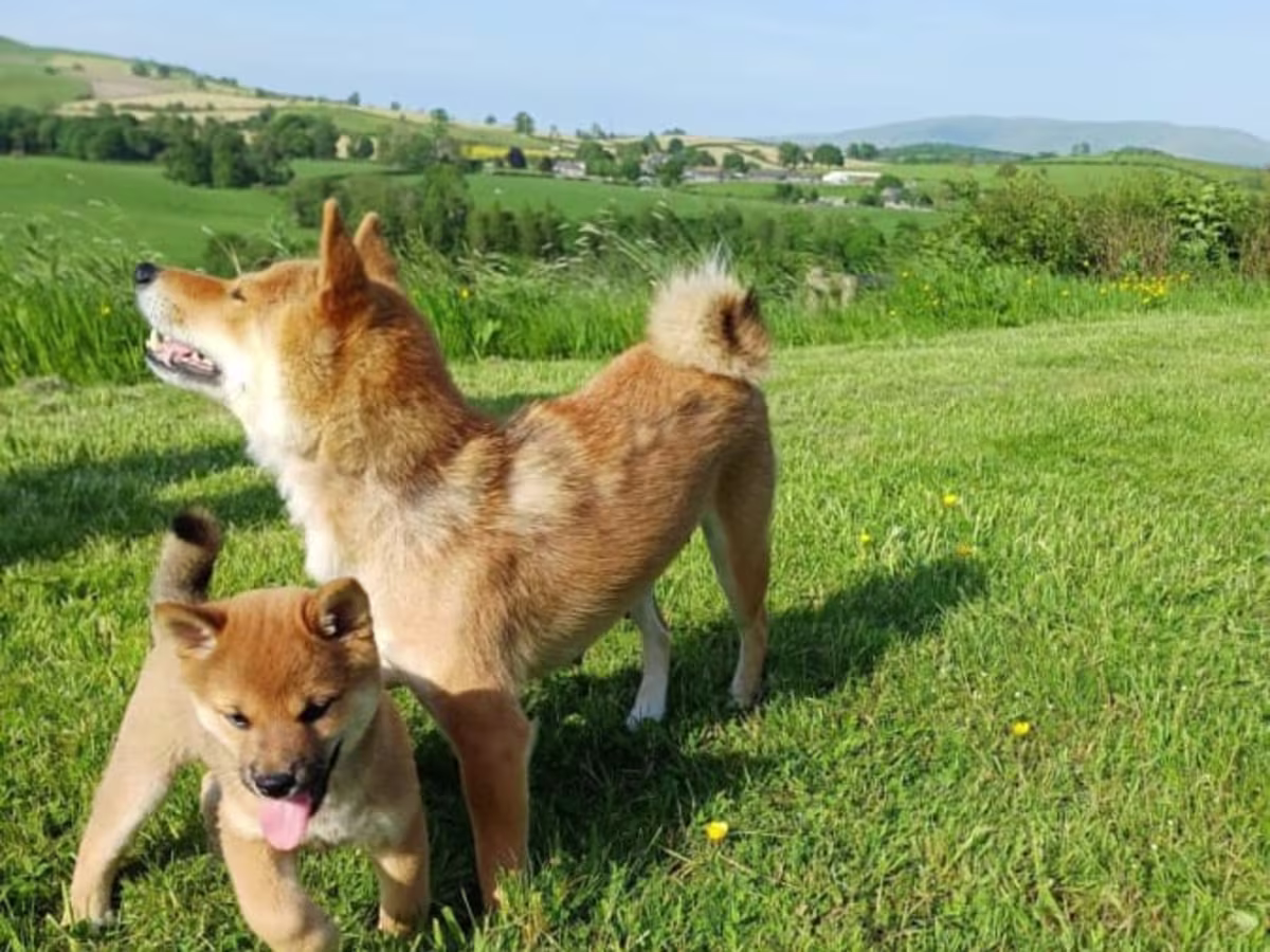 Stunning Shiba Inu puppies