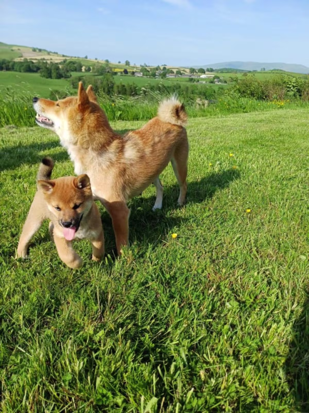 Stunning Shiba Inu puppies