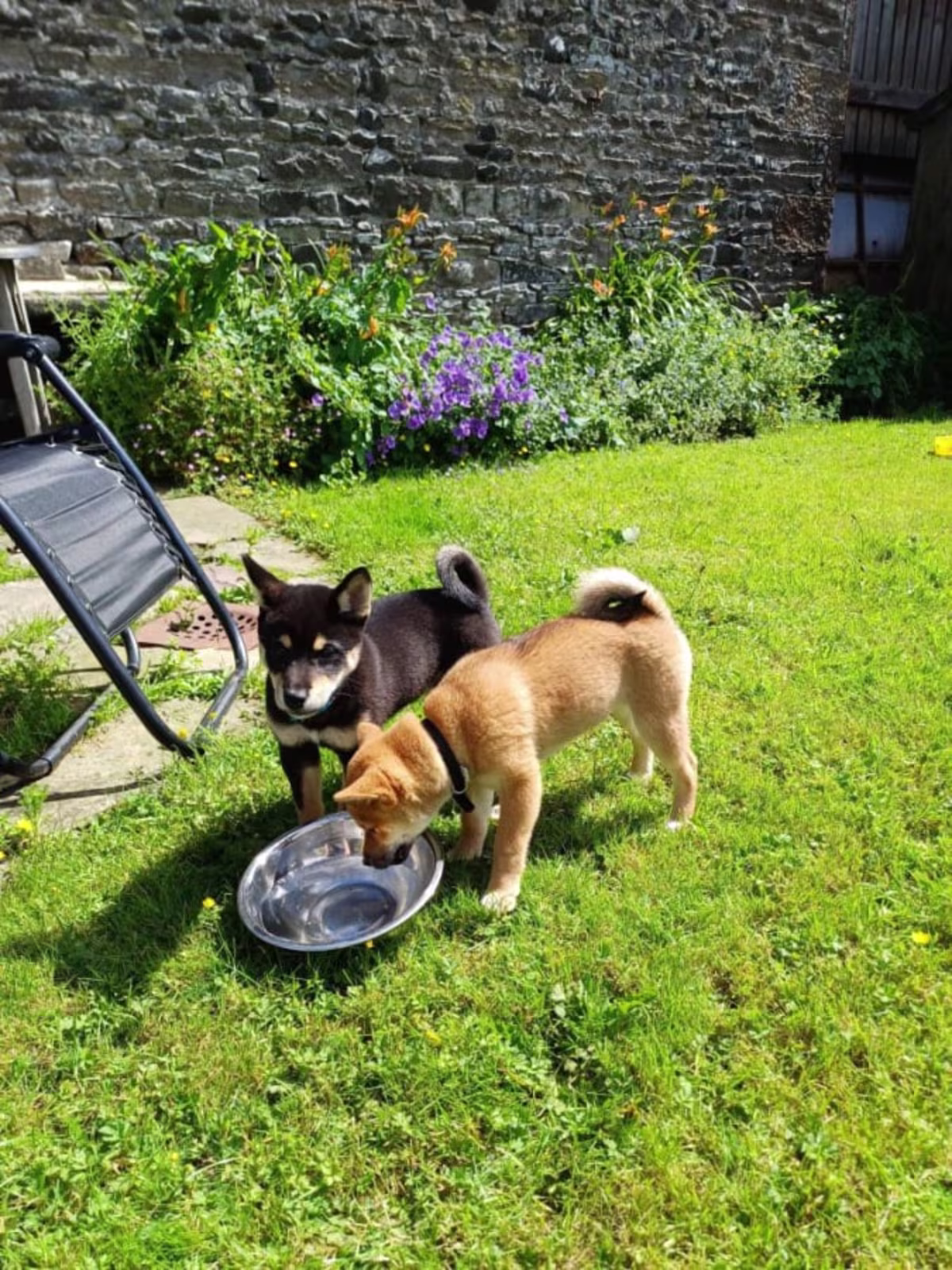 Japanese Shiba Inu
