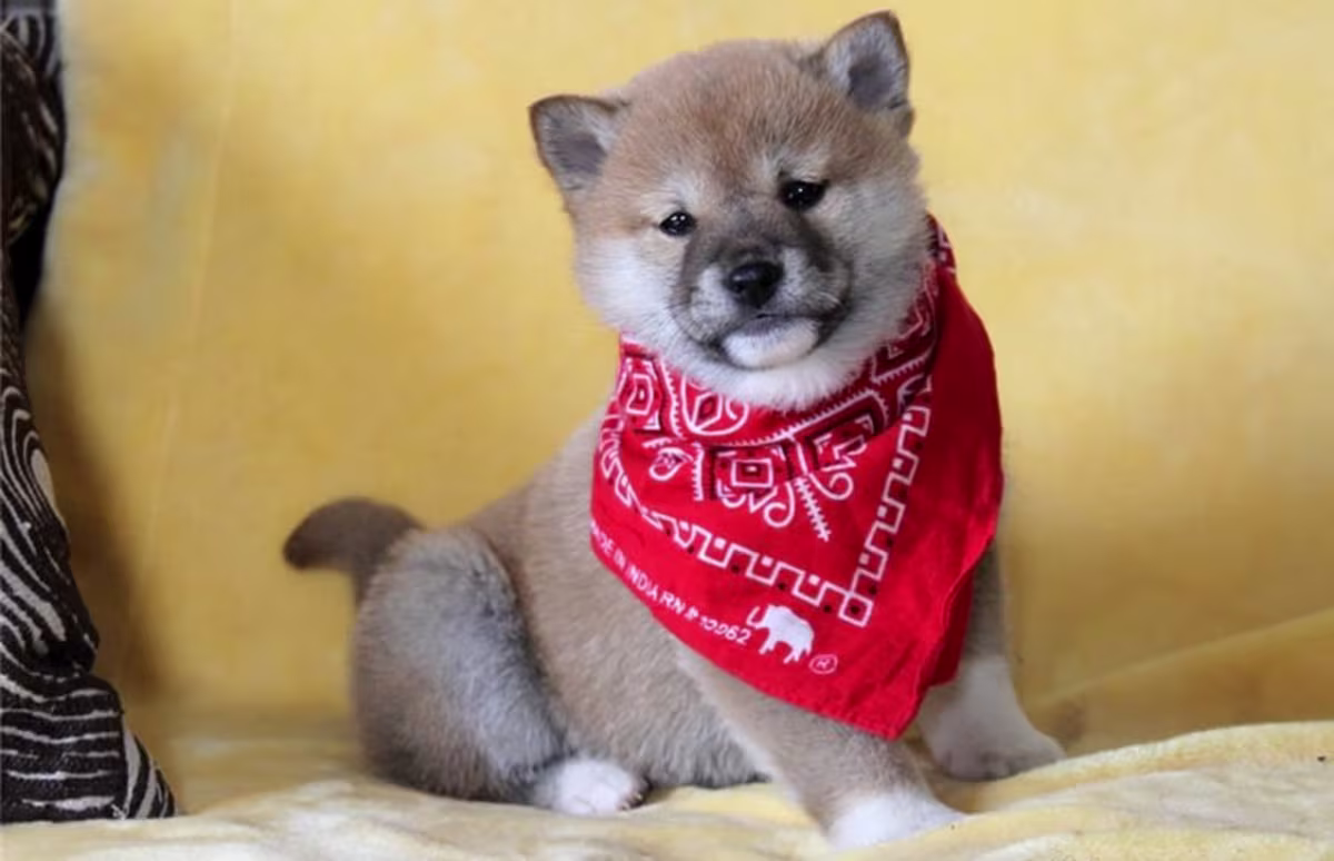 Shiba inu puppies WhatsApp:( +63-945-135-8253 )