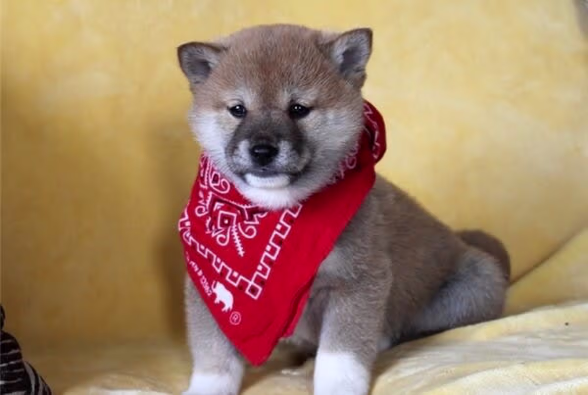 Amazing Micro Shiba Inu Puppies Contact email: mercymillo38@gmail.com