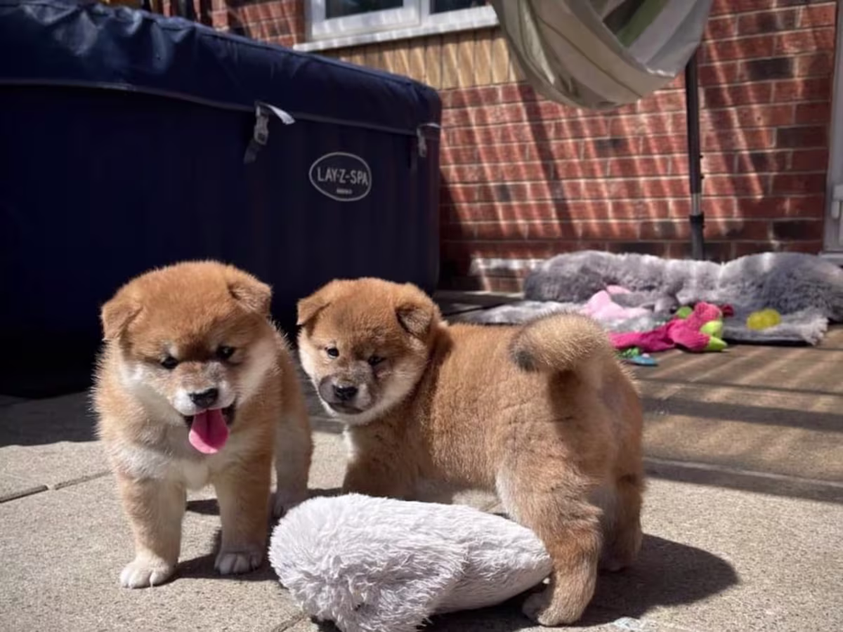 Shiba Inu Puppies