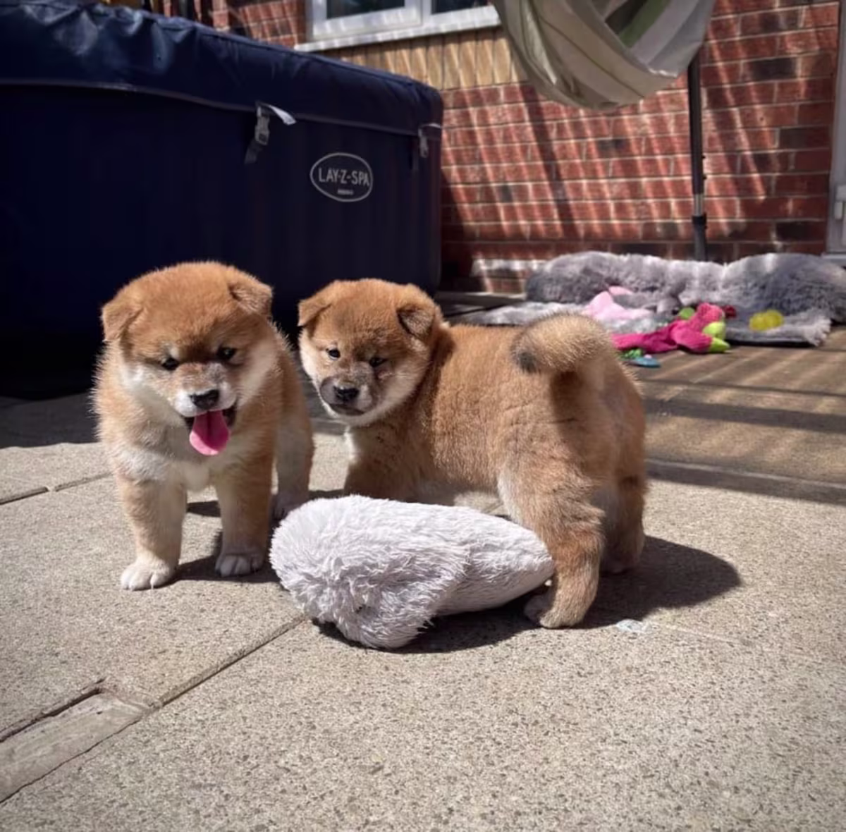 Shiba Inu Puppies