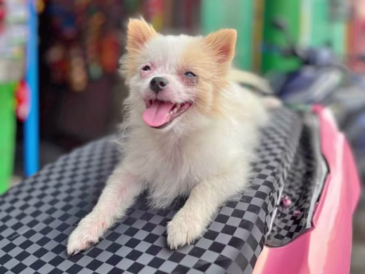 Pomeranian/ Shih tzu