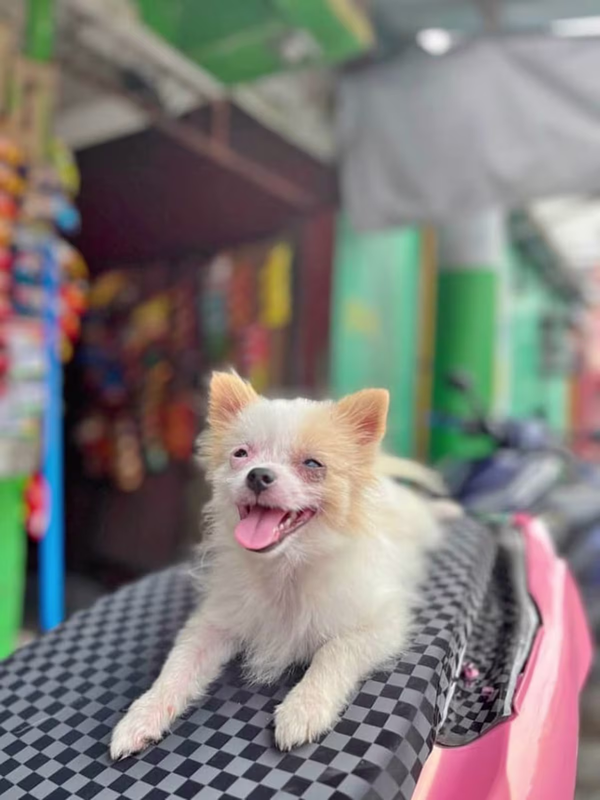 Pomeranian/ Shih tzu