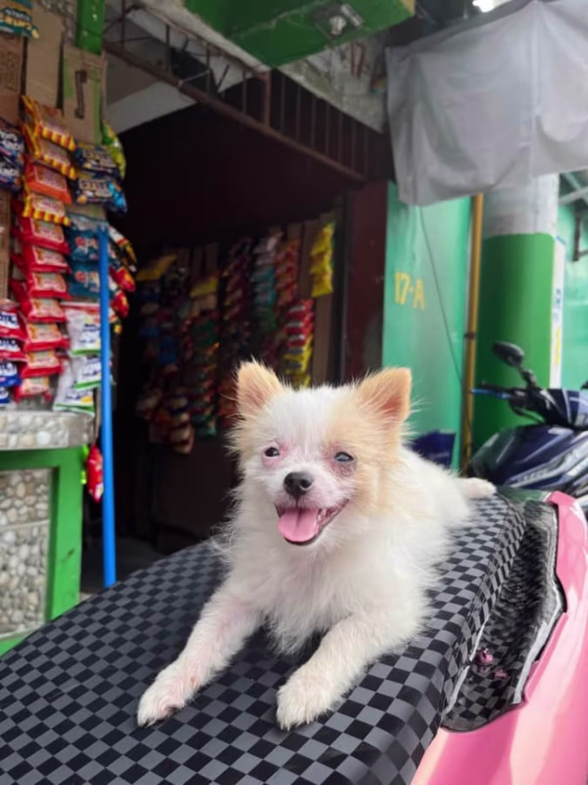 Pomeranian/ Shih tzu 3