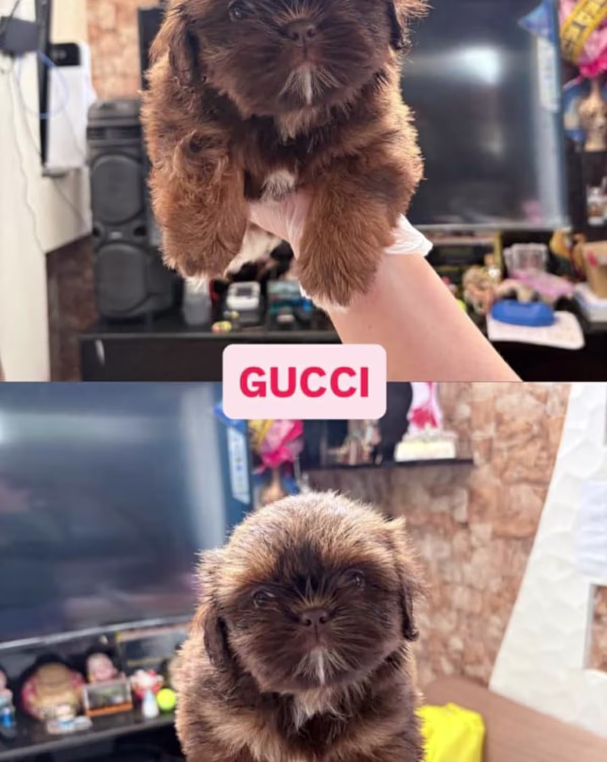 Shih Tzu For Sale - ARISA RICH KENNEL