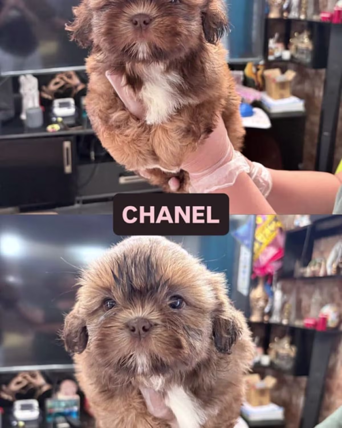Shih Tzu For Sale - ARISA RICH KENNEL 2