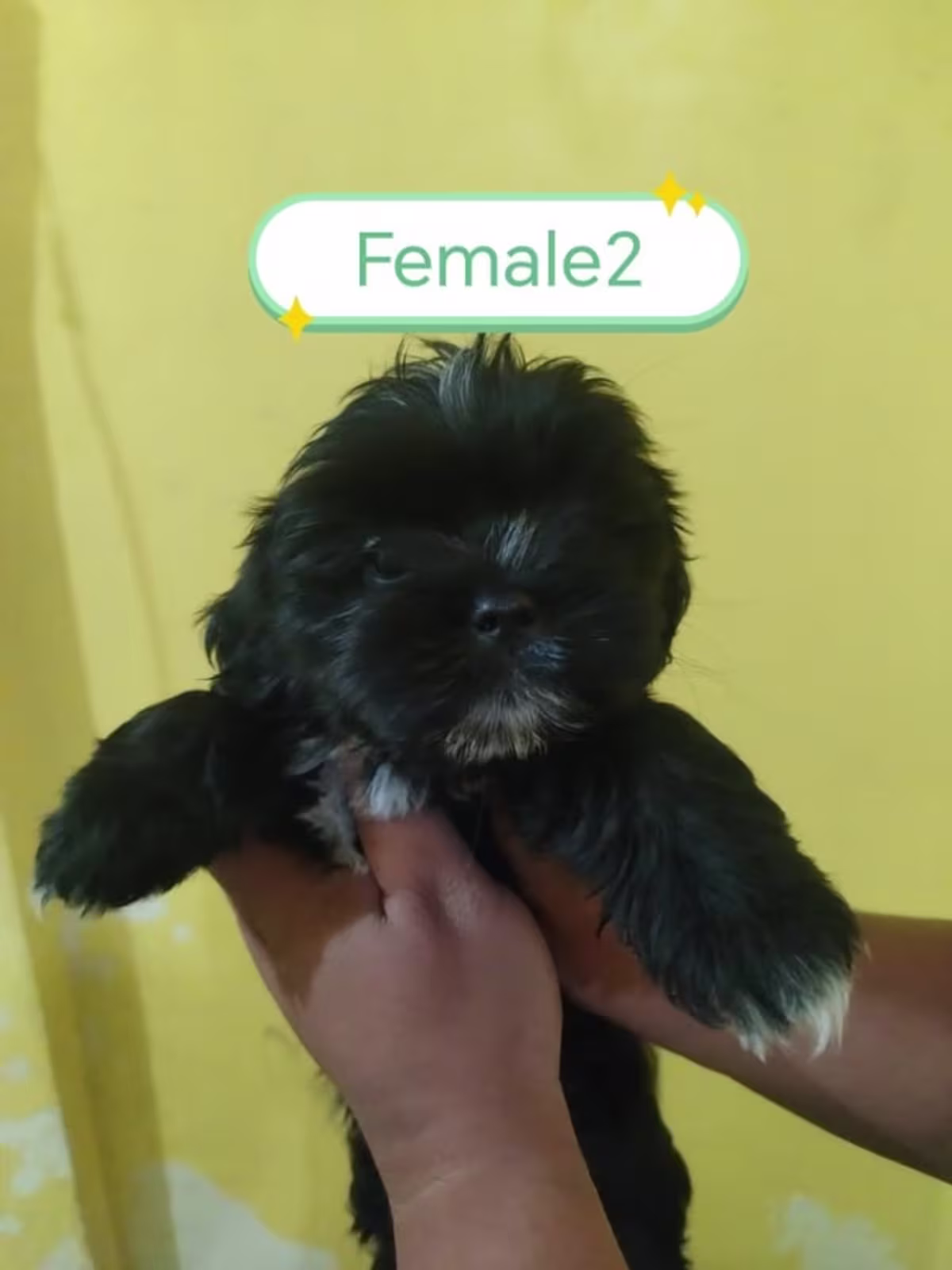 shih tsu for sale 2