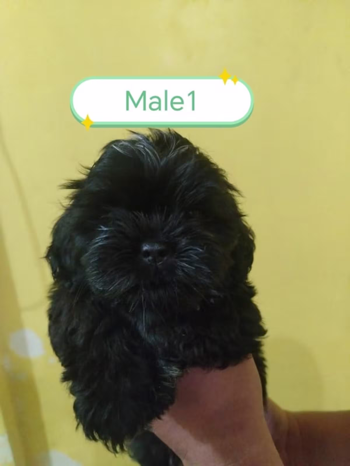 shih tsu for sale 3