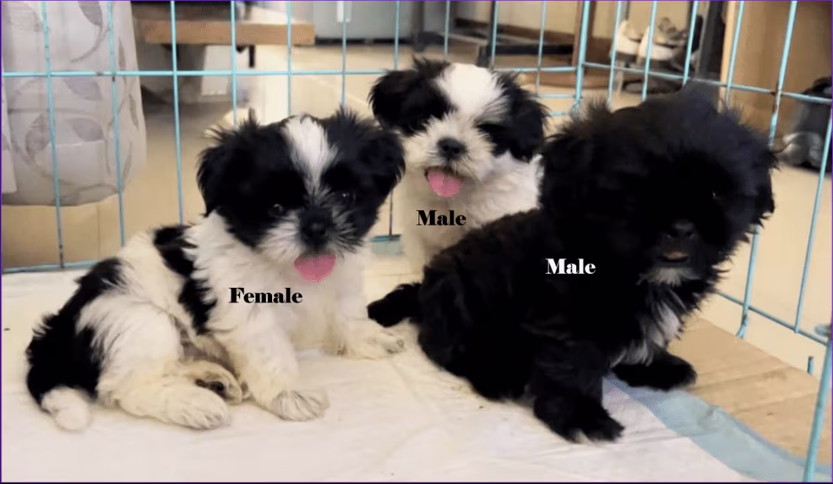 Shih Tzu Puppy for Sale