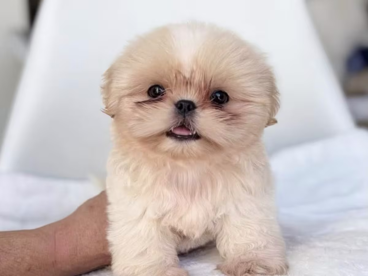 Shih Tzu For Sale - The Brave Paws