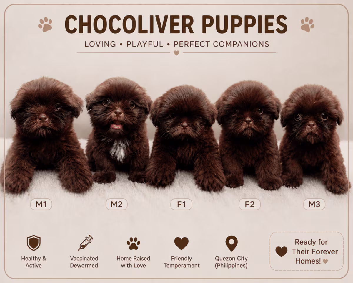 Dark Choco Liver Puppies