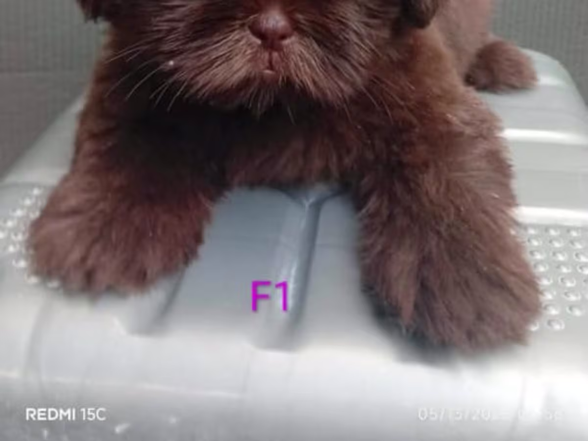Dark Choco Liver Shih Tzu