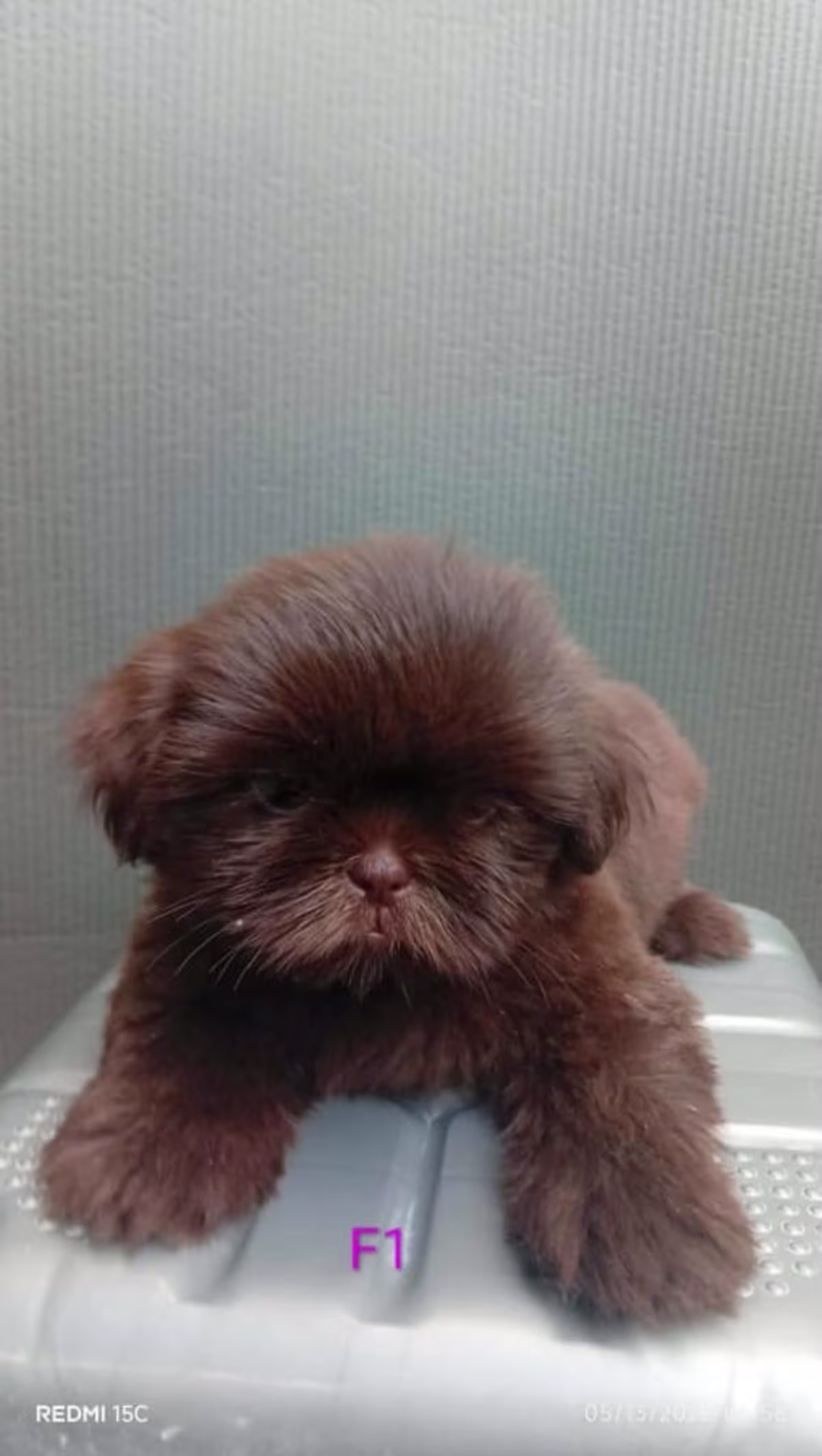 Dark Choco Liver Shih Tzu