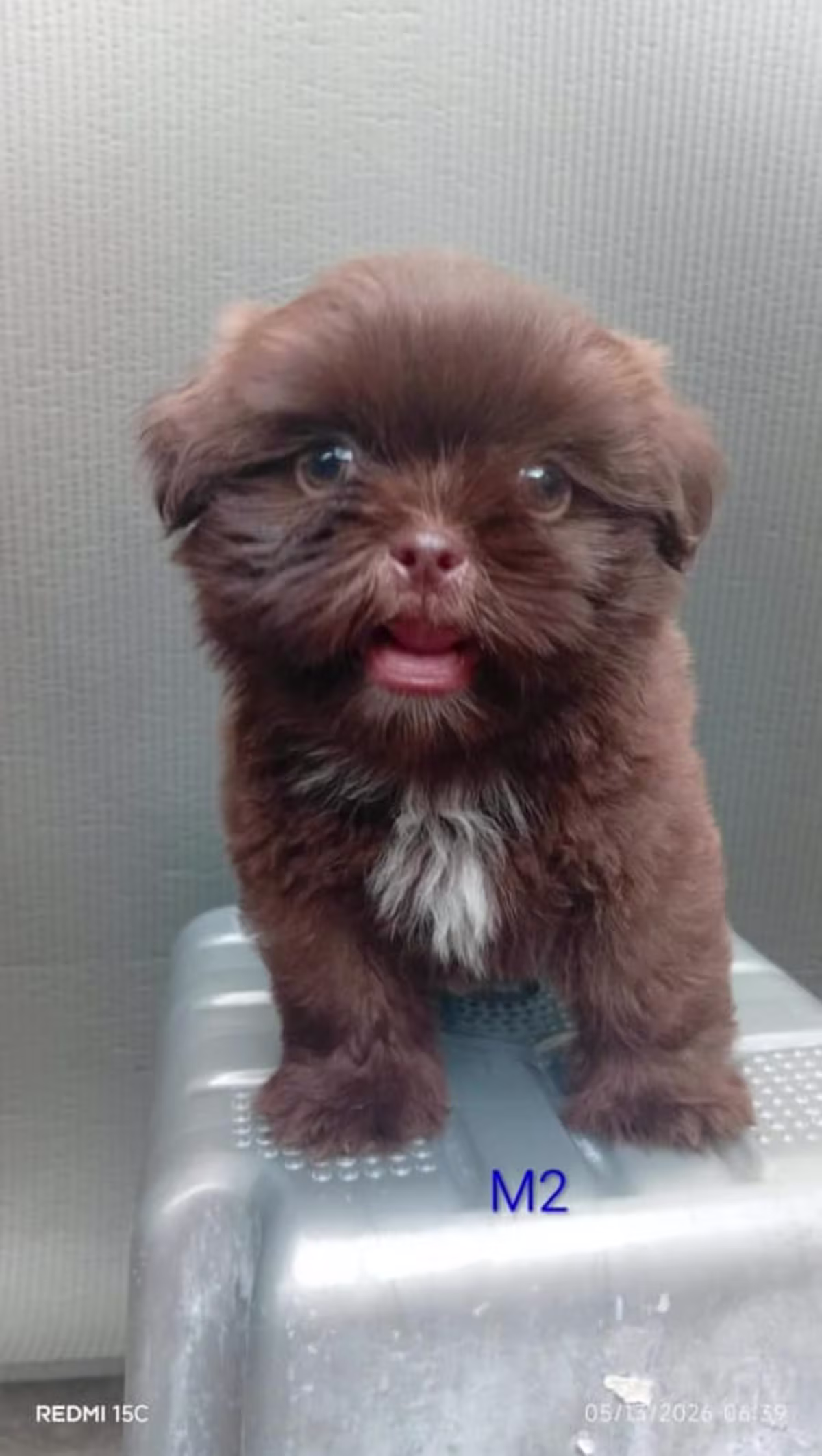 Dark Choco Liver Shih Tzu 3