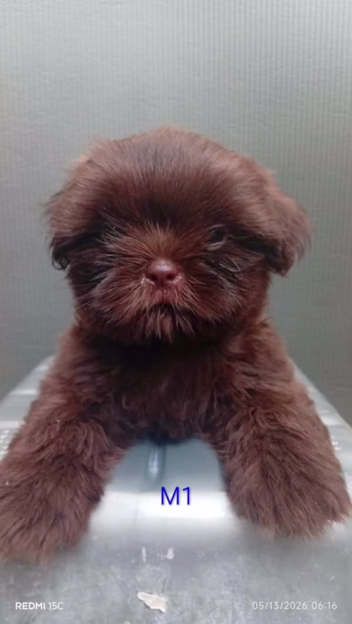 Dark Choco Liver Shih Tzu 2