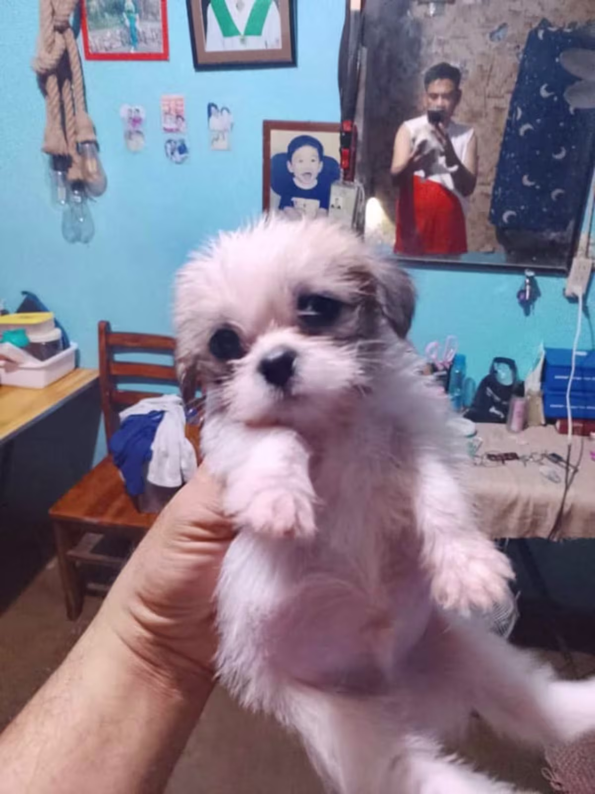 Shih tzu for Sale 3