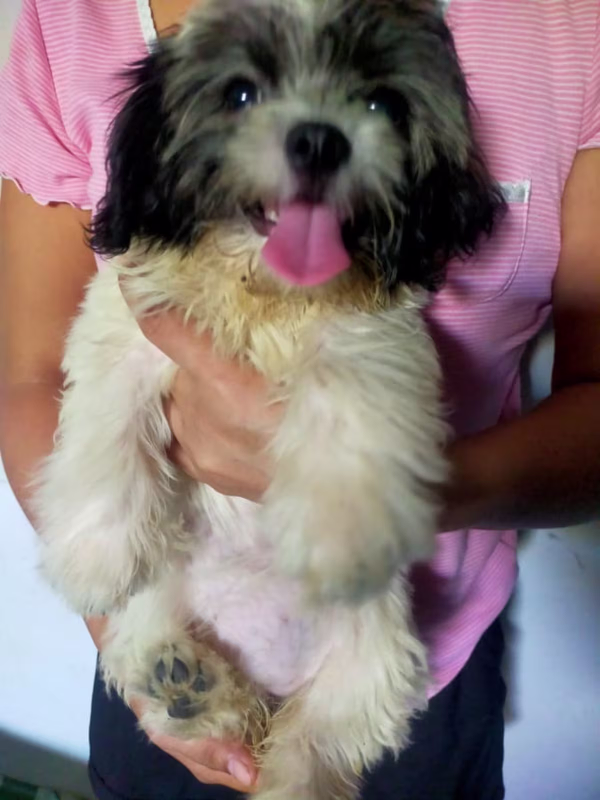 SHIH TZU FOR SALE 3 MONTHS OLD
