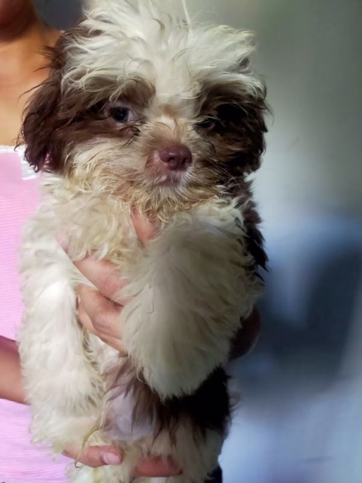 SHIH TZU FOR SALE 3 MONTHS OLD 3