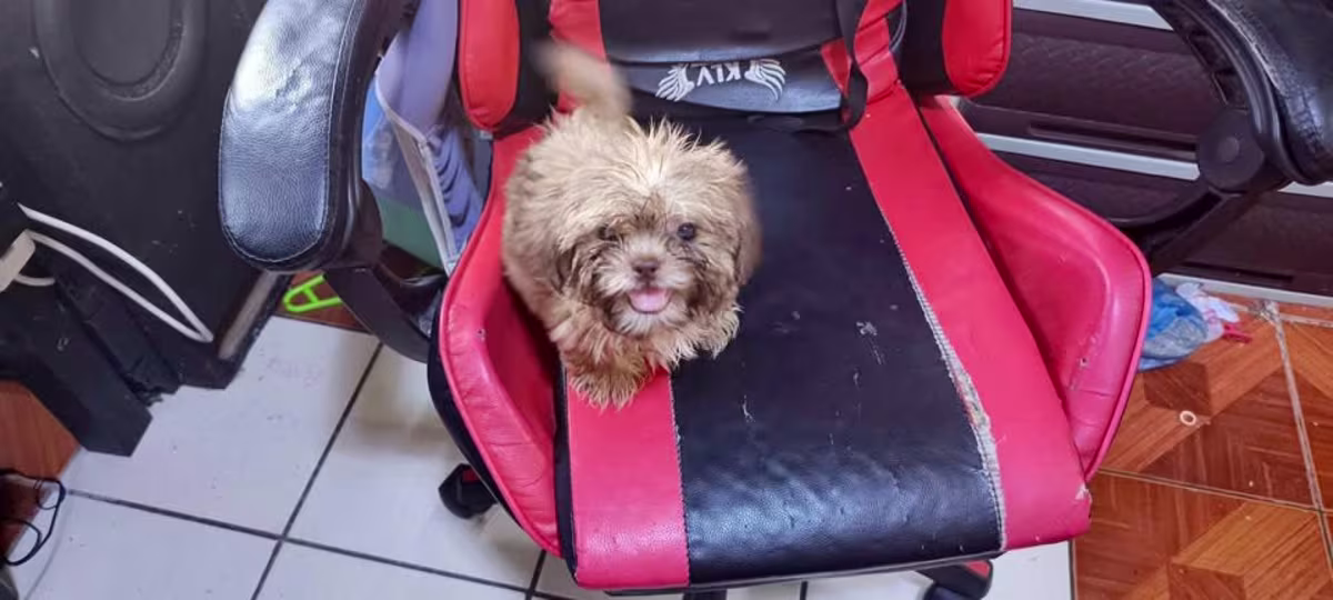 Shih tzu for Sale 2