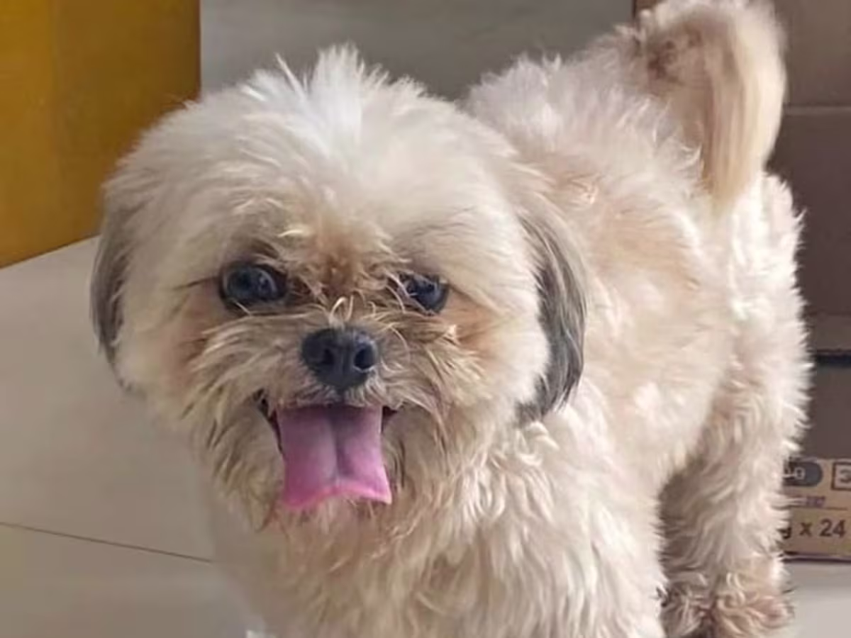 Shih Tzu Pure Breed for Sale