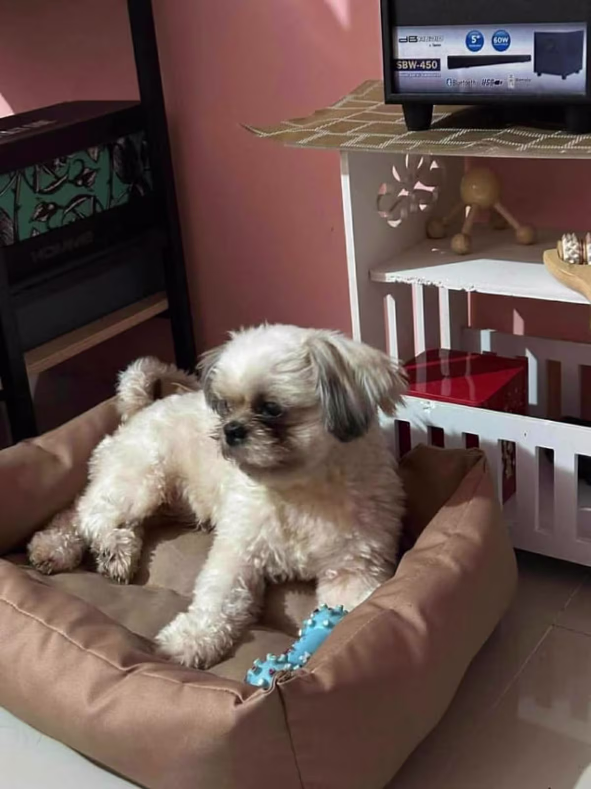 Shih Tzu Pure Breed for Sale 2