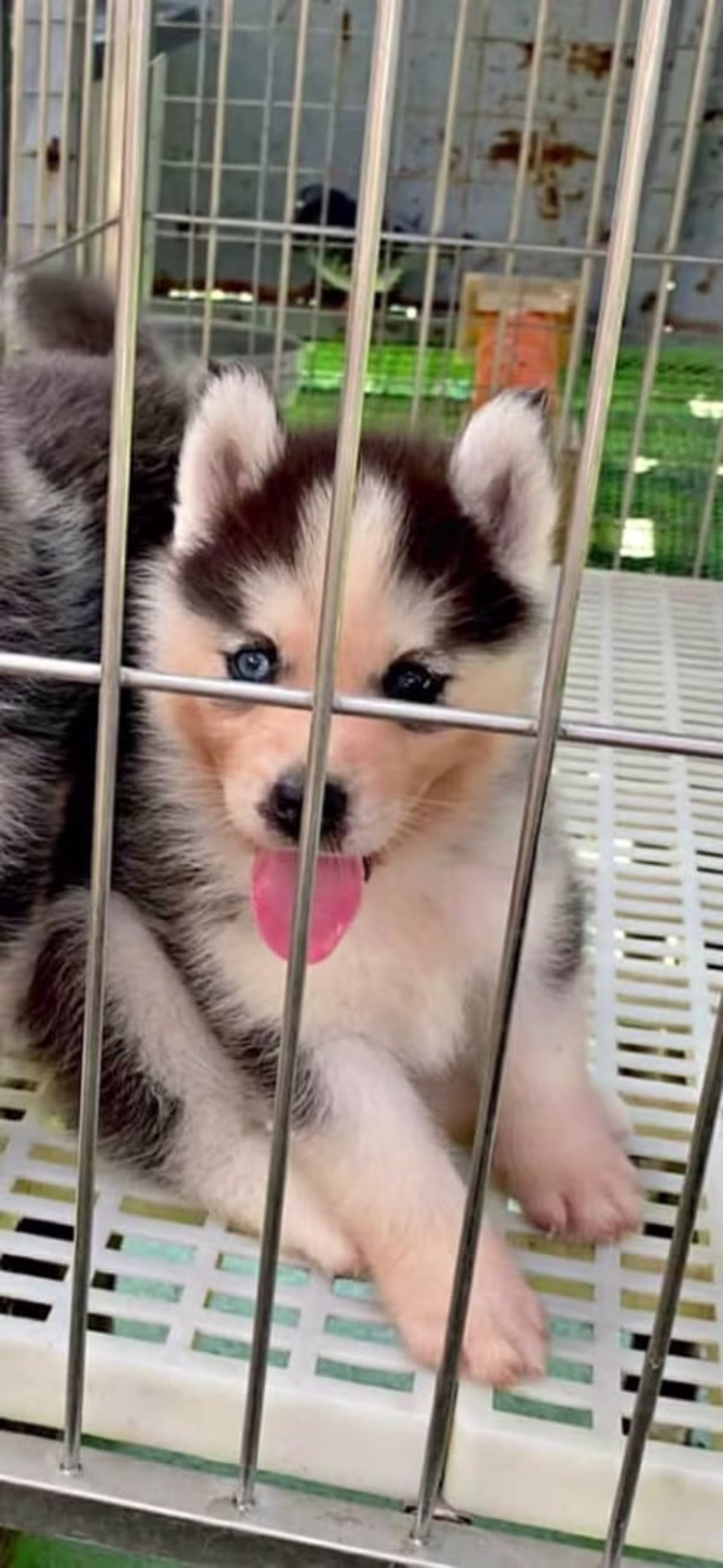 Siberian Husky