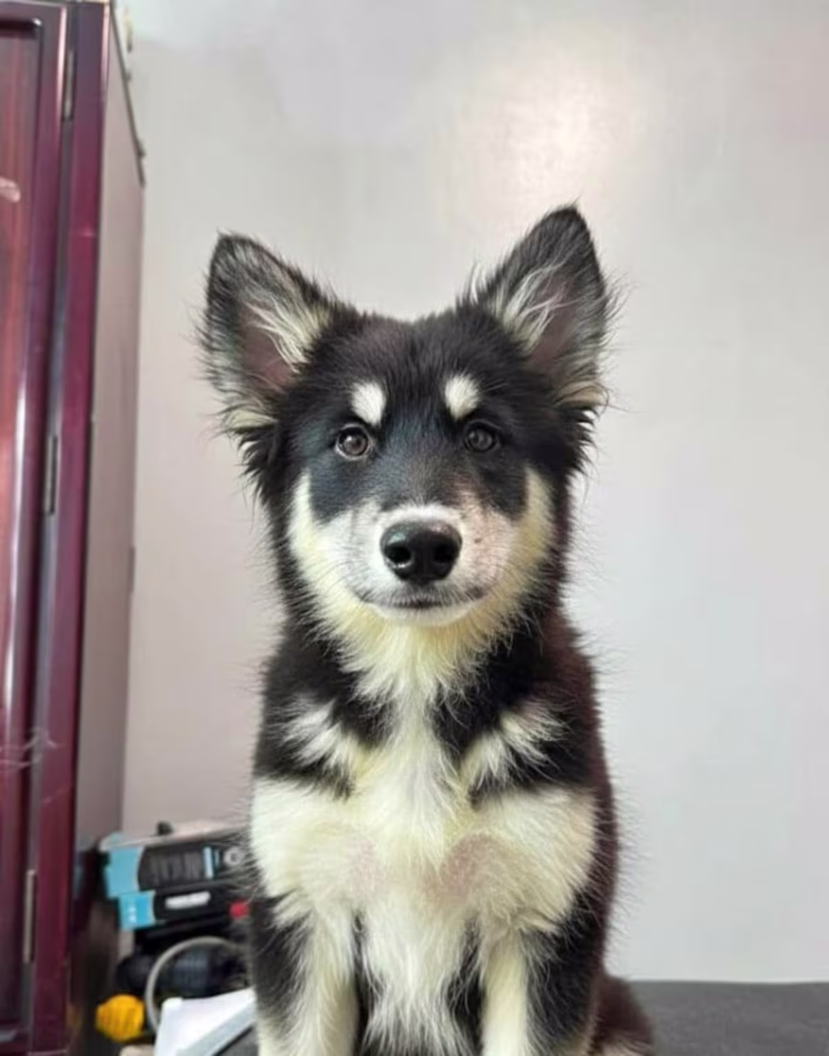 Aquoti x husky