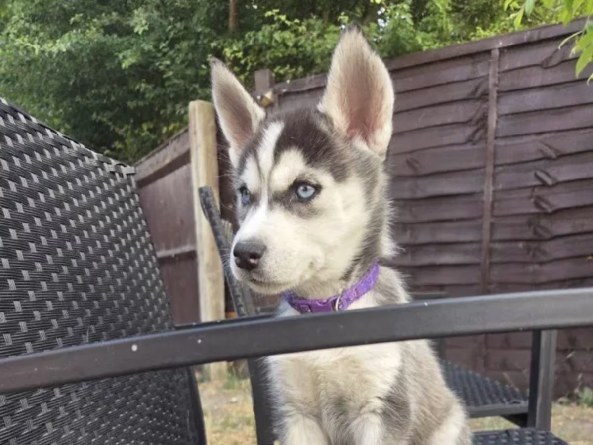 3 Full Siberian Husky