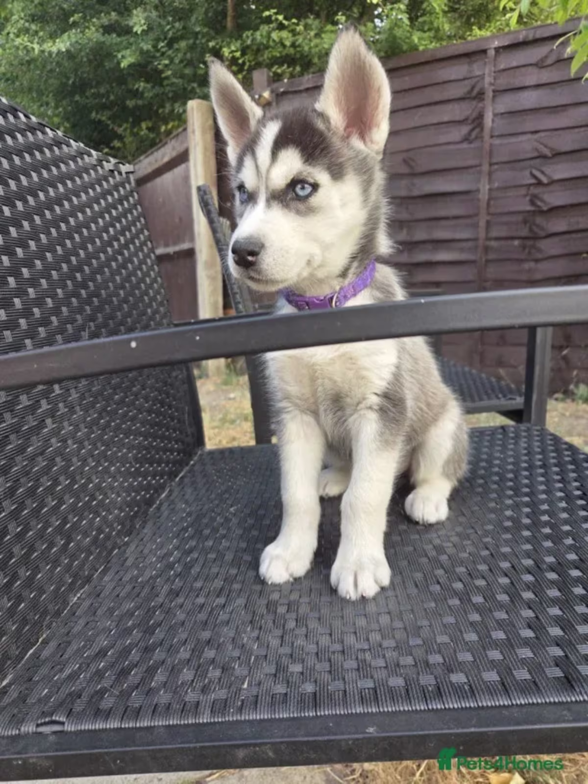 3 Full Siberian Husky