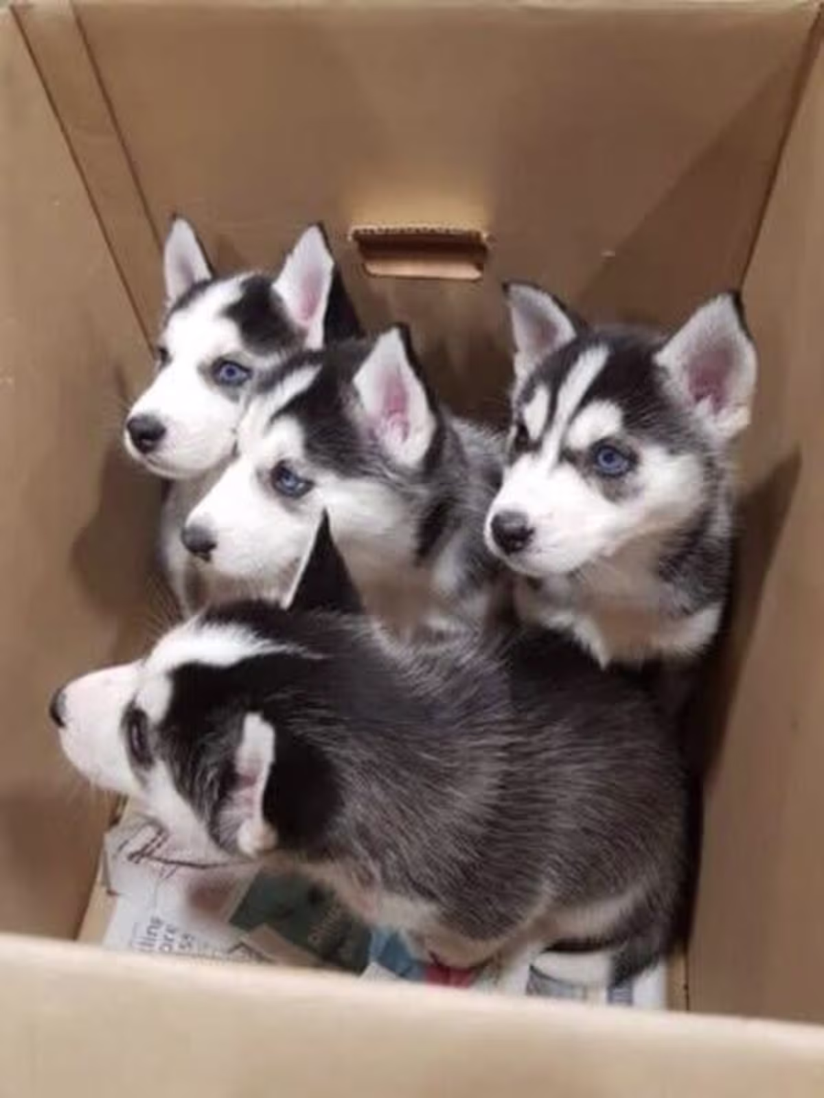 Full Siberian Husky