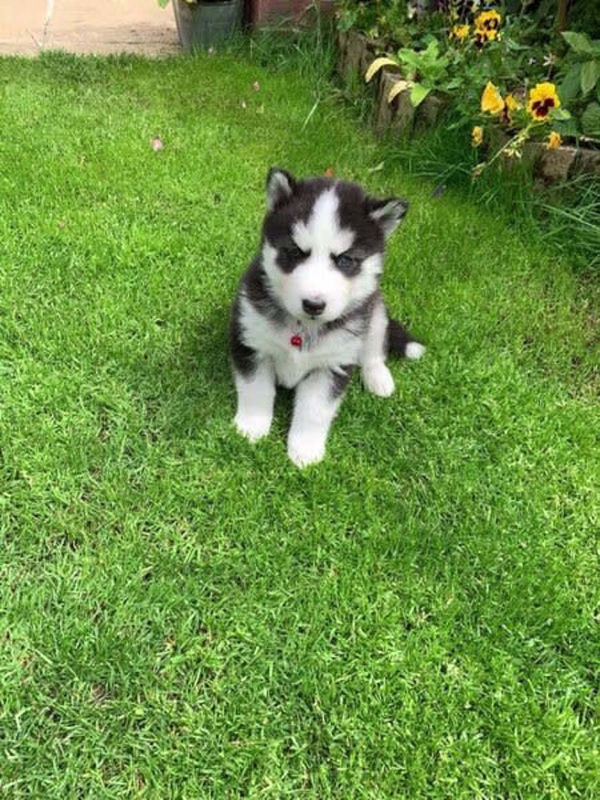 Siberian Huskies Puppies