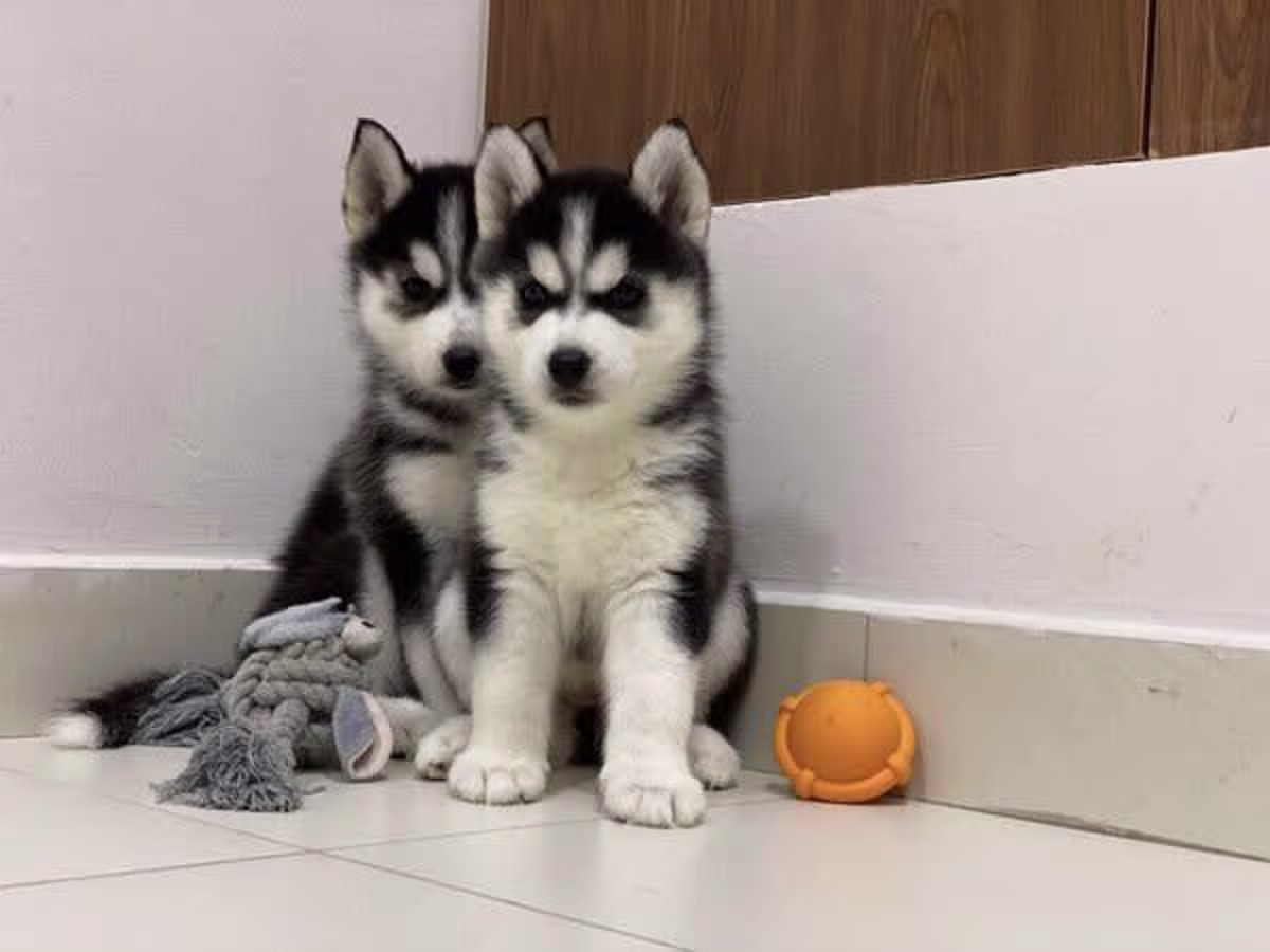 Siberian huskie puppies
