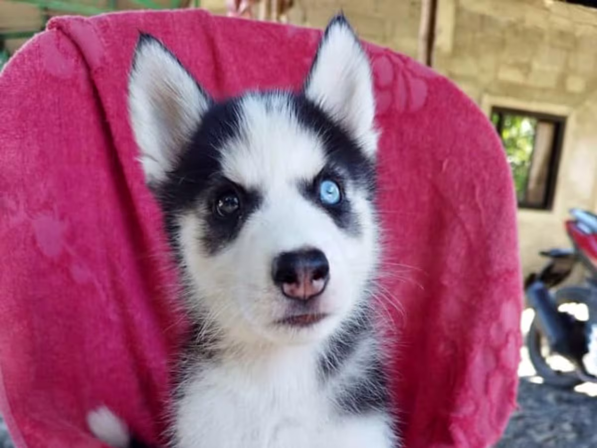 SIBERIAN HUSKY  FOR SALE